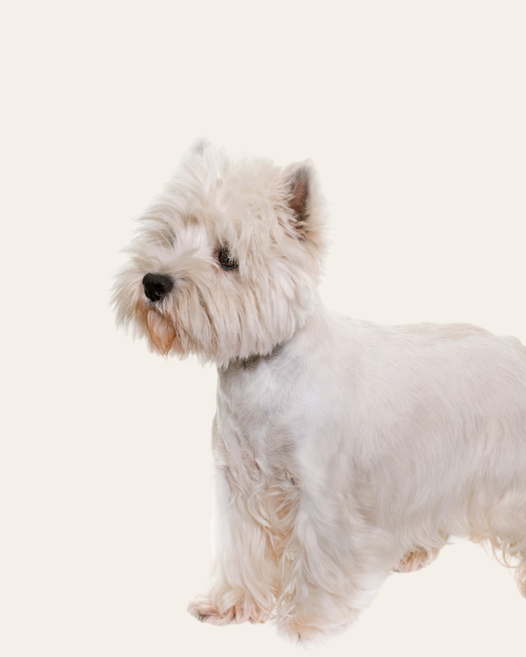 White fluffy dog standing against a plain background.
