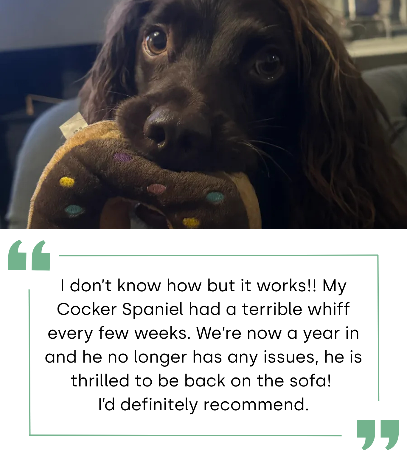Dog holding a toy donut with a testimonial about a Cocker Spaniel.