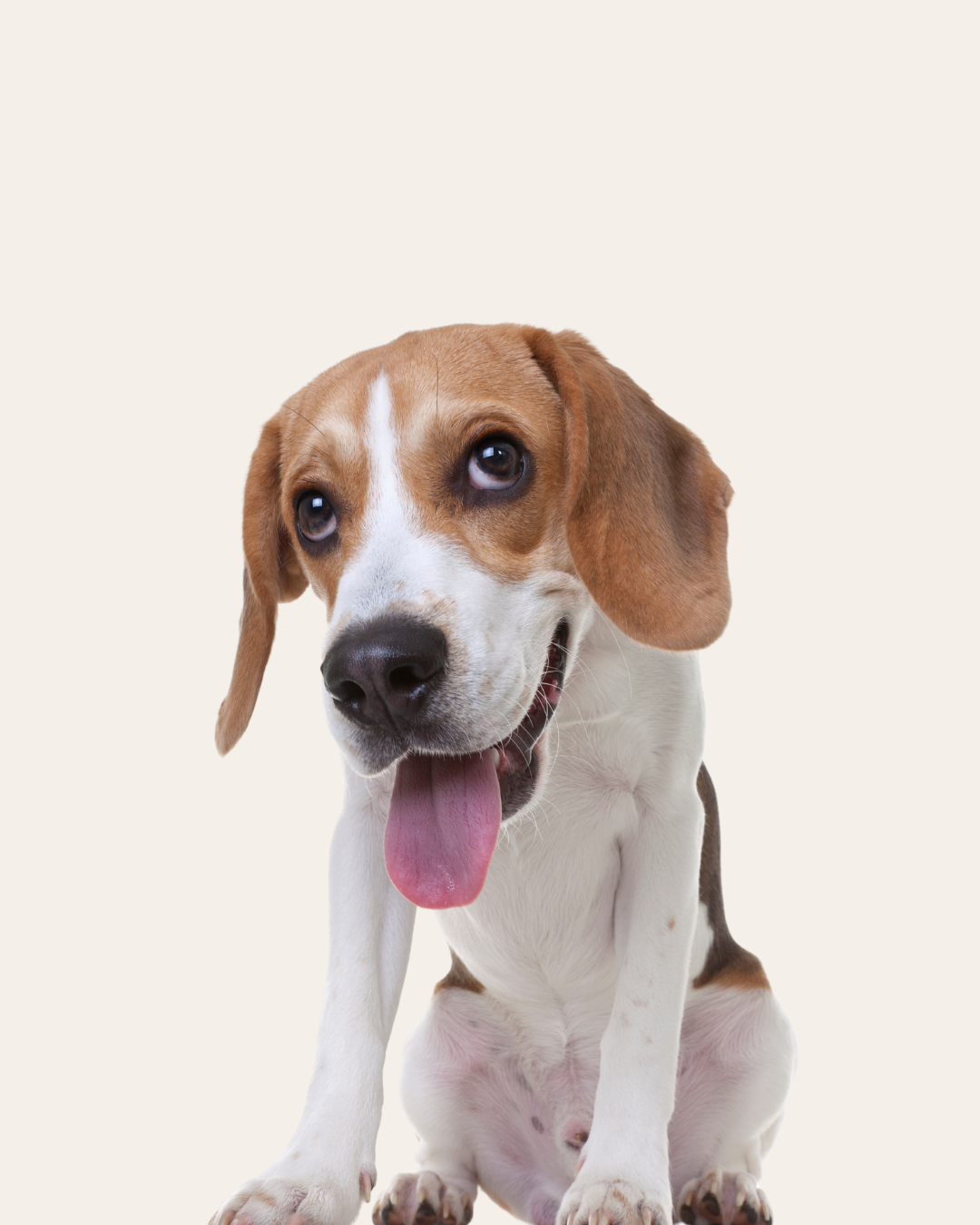 A beagle dog sitting with its tongue out against a plain background.