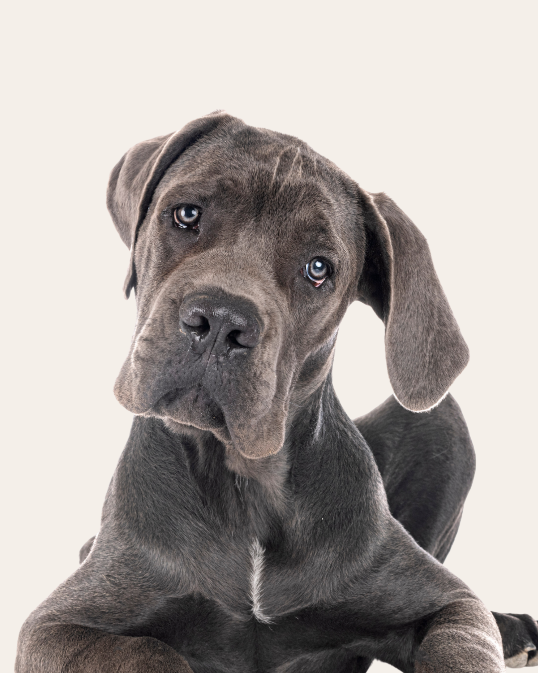 Gray dog with floppy ears looking at the camera.