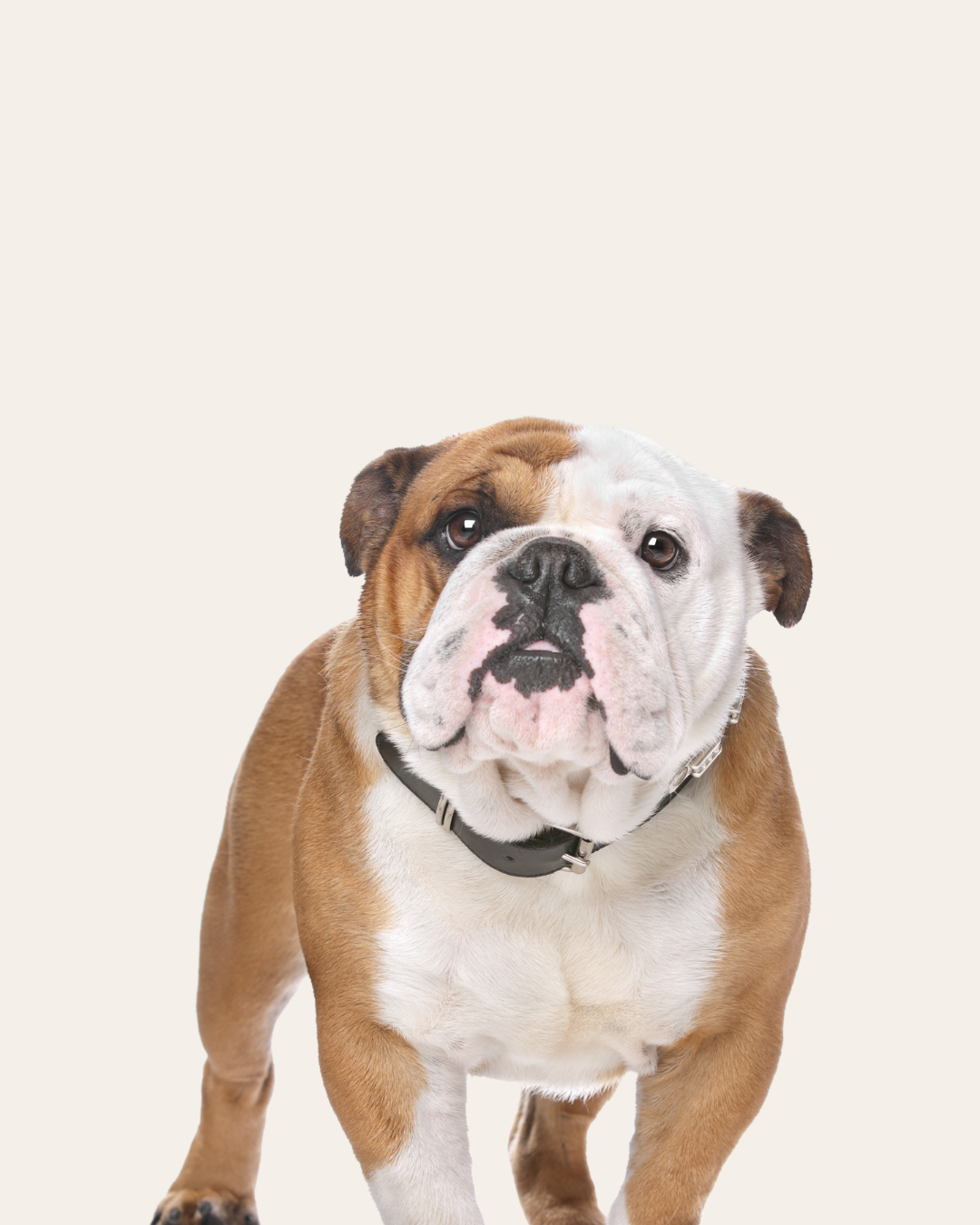 Brown and white bulldog standing against a plain background.