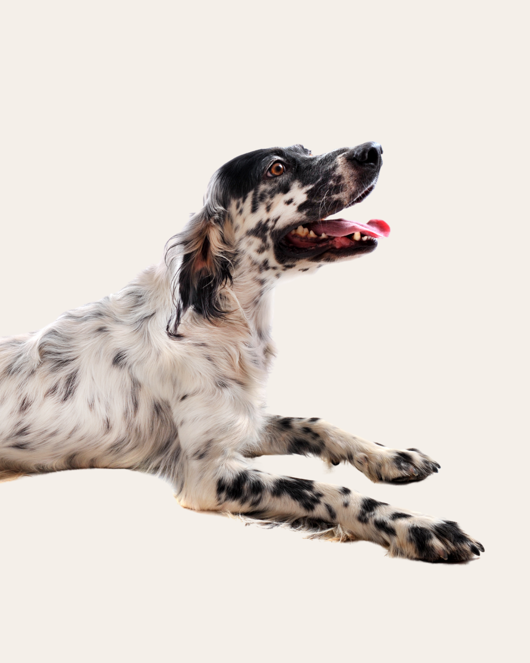 A black and white spotted dog lying down, looking upwards with its tongue out.