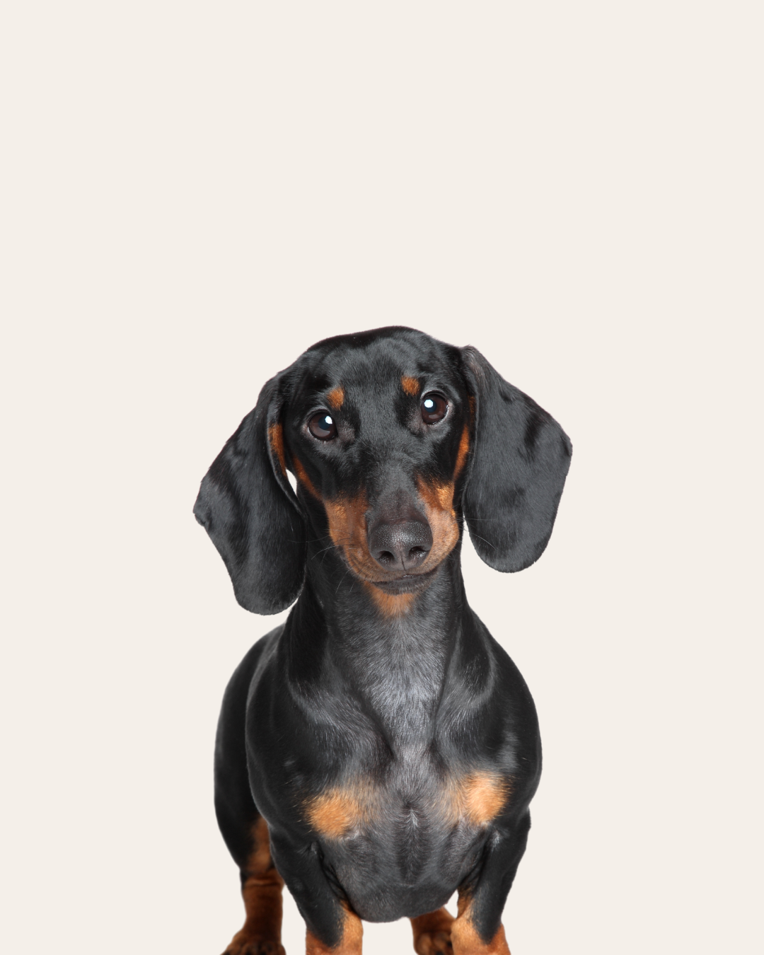 Black and tan dachshund looking forward against a plain background.
