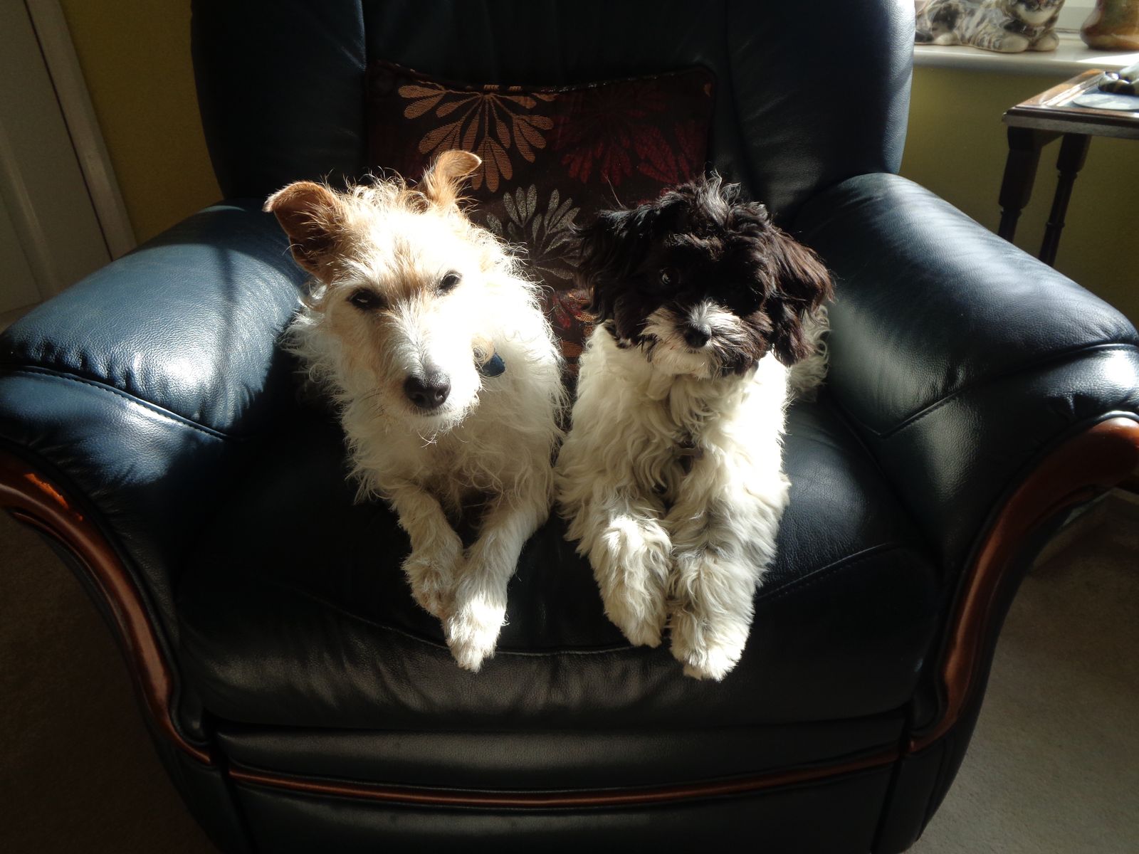 Two small dogs sitting on a dark leather chair.