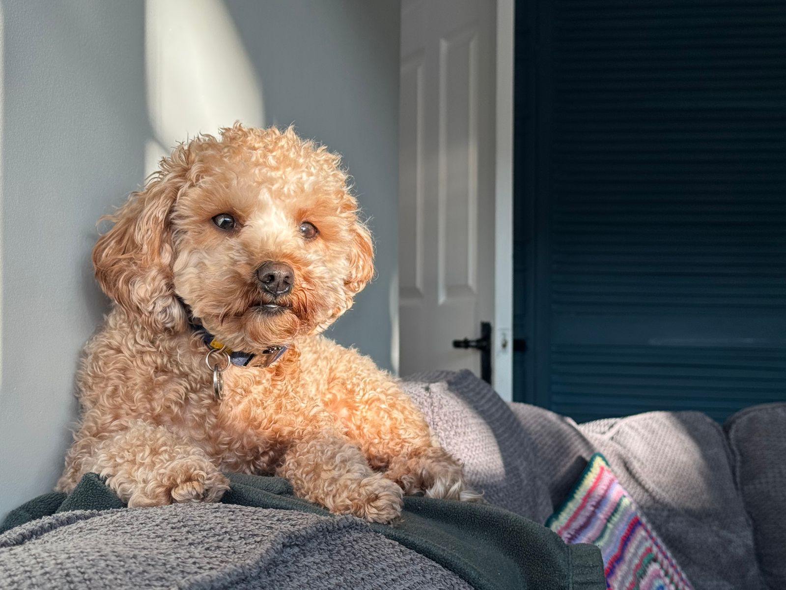 A fluffy dog sitting on a couch in a sunlit room.