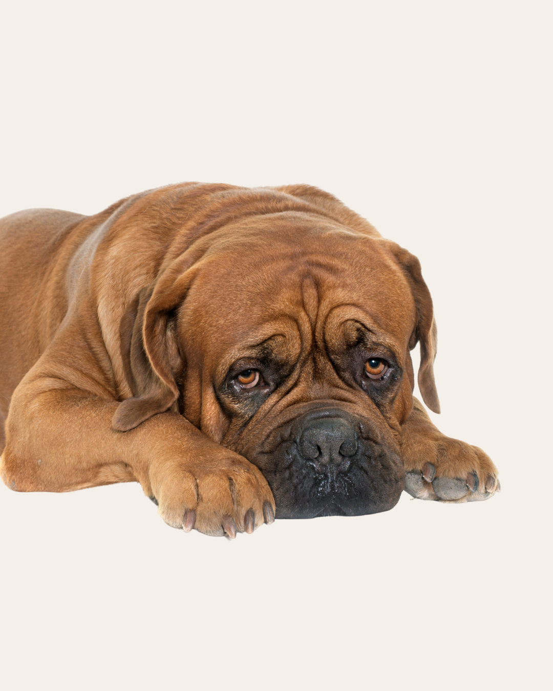 Large brown dog lying down with a sad expression.