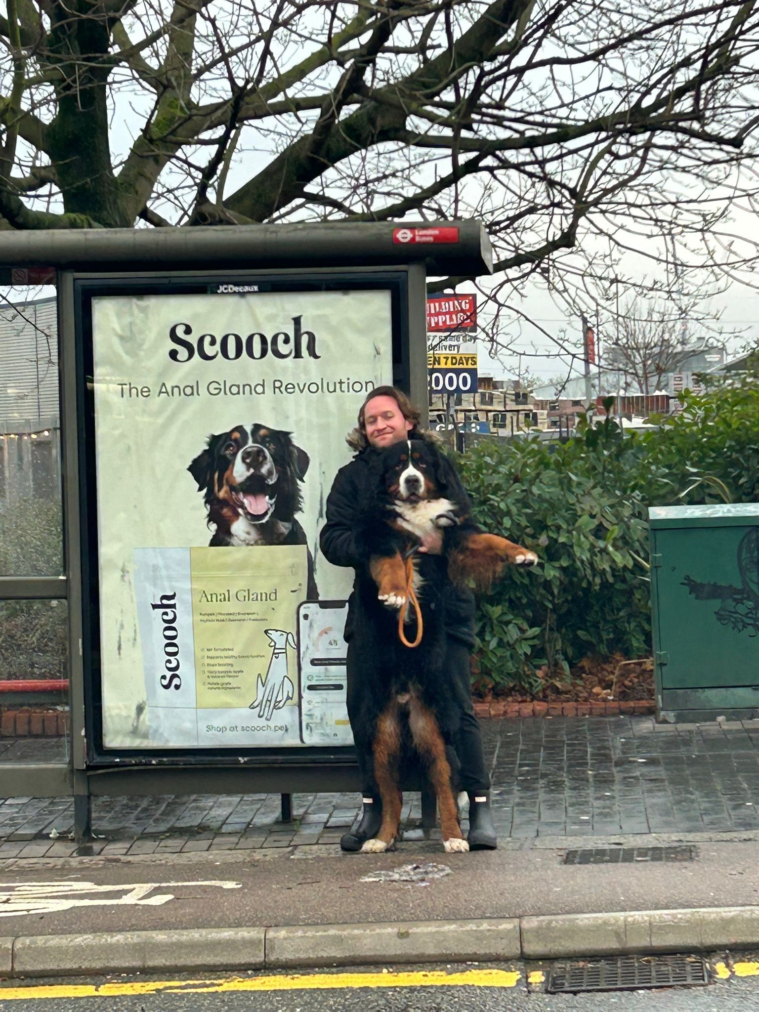 Person holding a large dog in front of a bus stop advertisement.