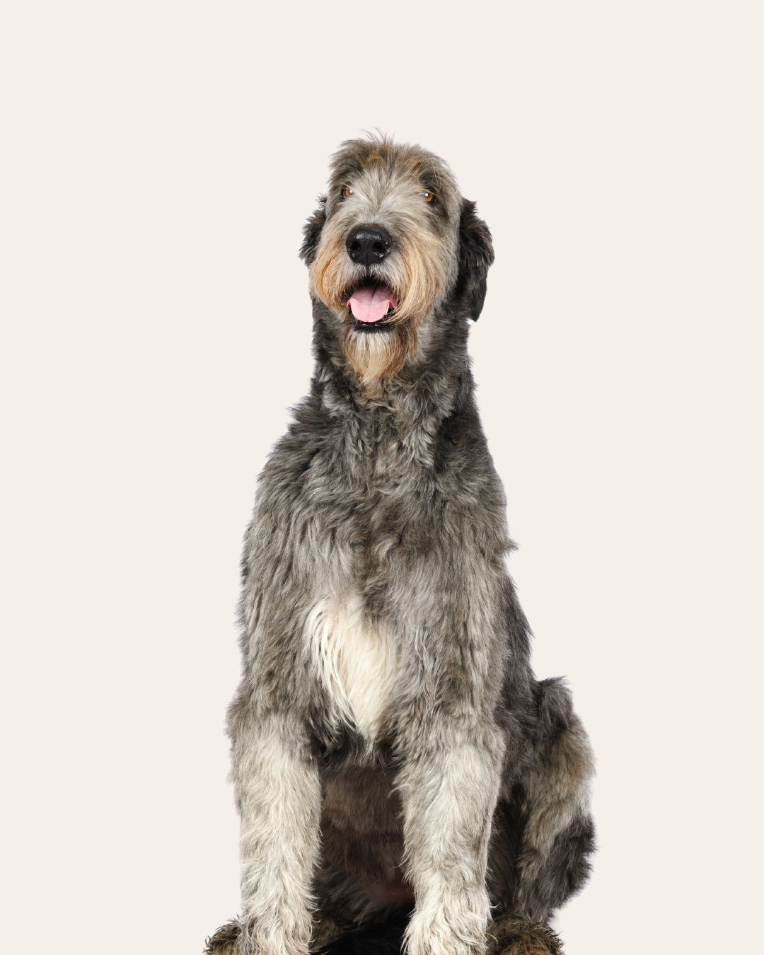 A large, shaggy gray dog sitting against a plain background.