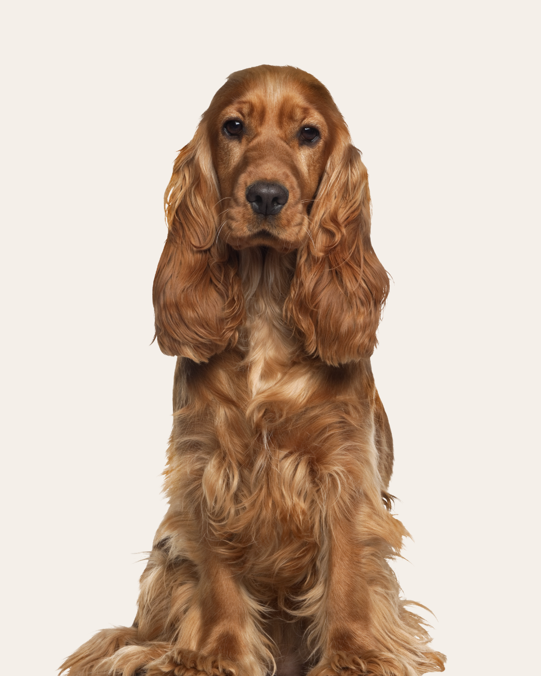 Golden Cocker Spaniel dog sitting against a plain background.