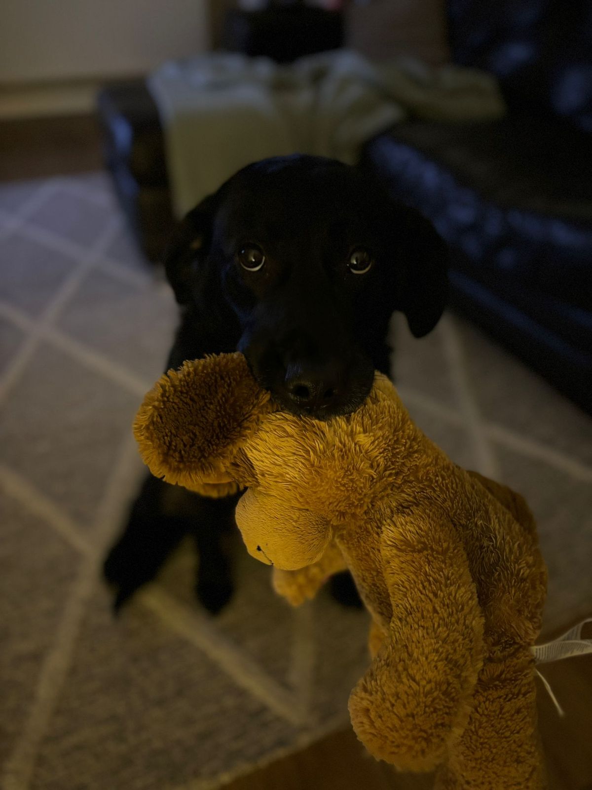 Black dog holding a brown stuffed toy in its mouth indoors.