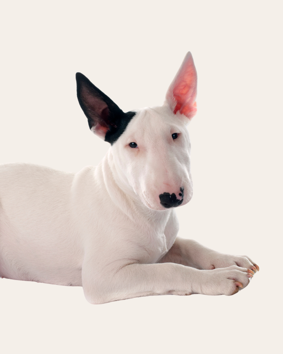 White bull terrier with black ear lying down on a plain background.