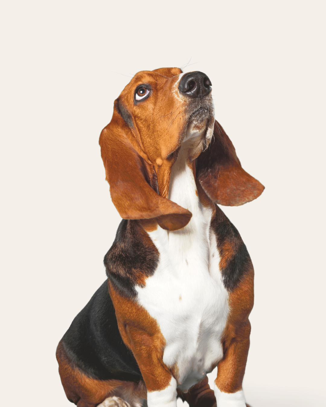 Basset Hound dog looking upwards against a plain background.