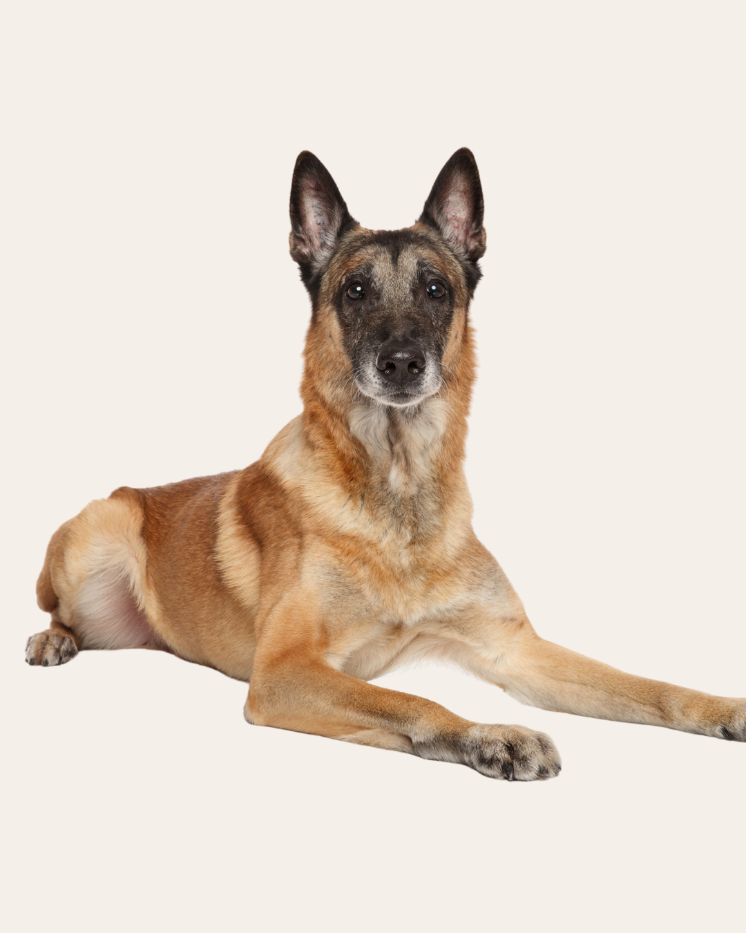 A Belgian Malinois dog lying down against a plain background.
