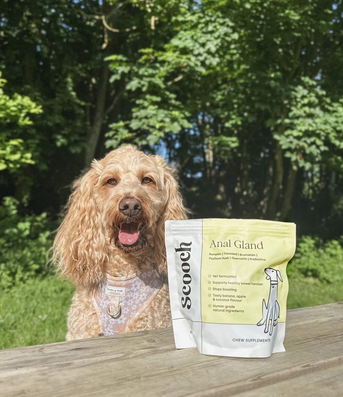 Dog sitting on a table with a bag of pet supplements outdoors.