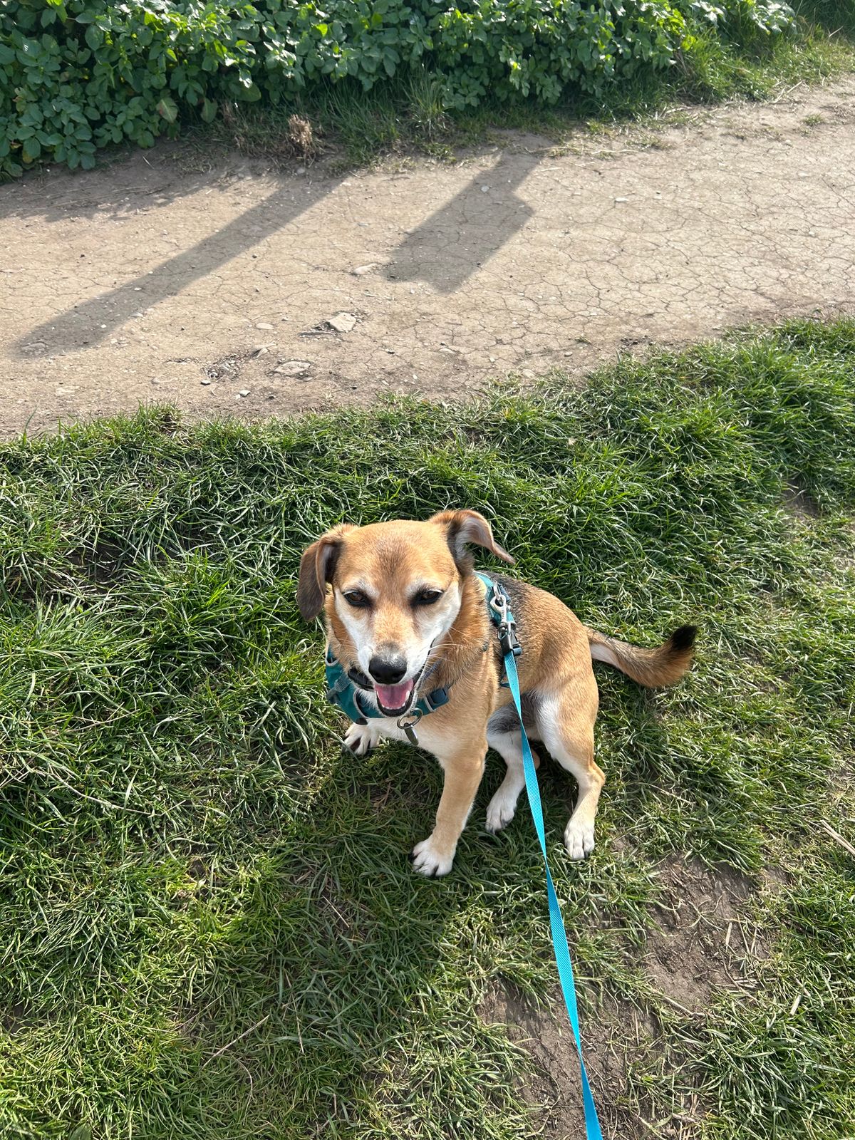 A small brown dog on a leash sitting on grass by a dirt path.
