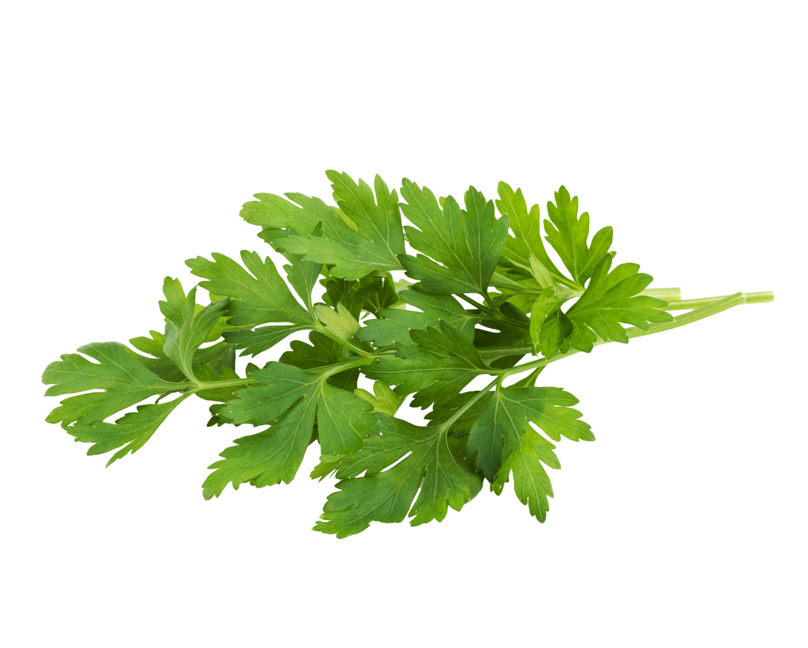 Green parsley sprig on a white background.