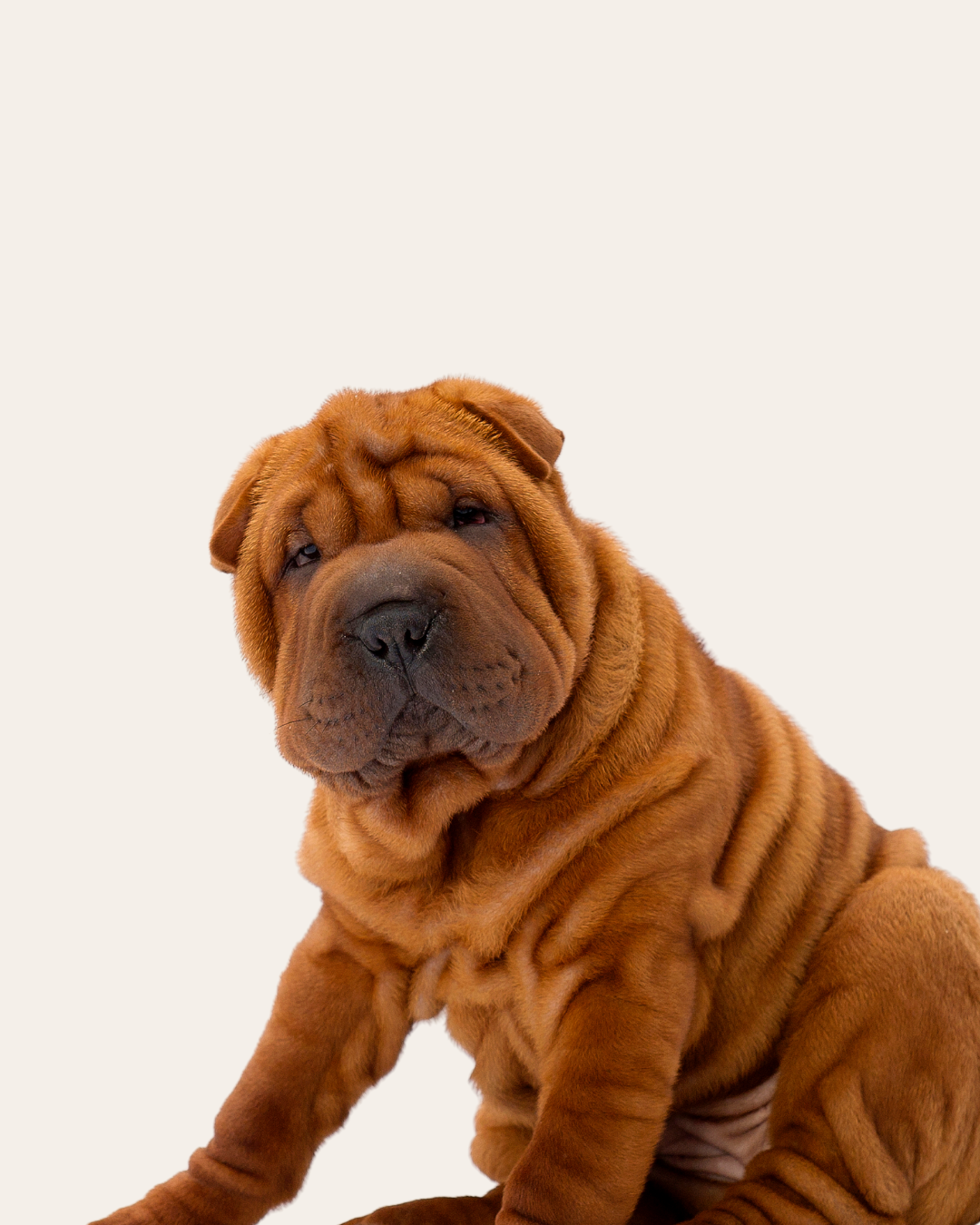 Wrinkled brown Shar Pei puppy sitting against a plain background.