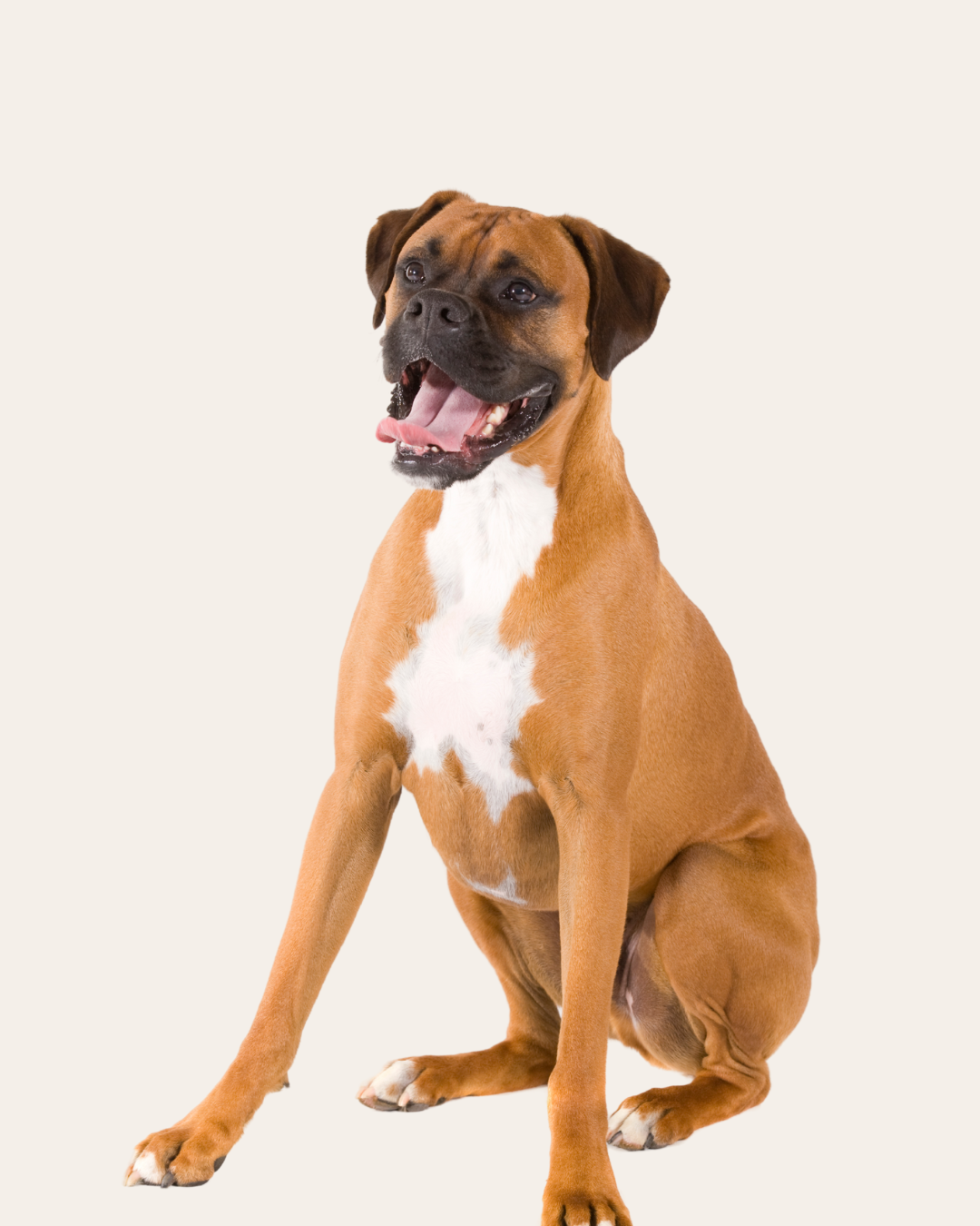 A happy brown and white dog sitting against a plain background.