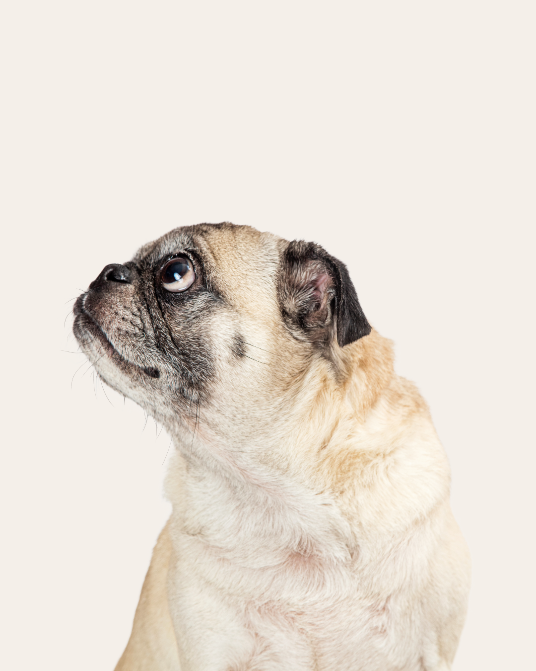 A pug looking to the left against a plain background.