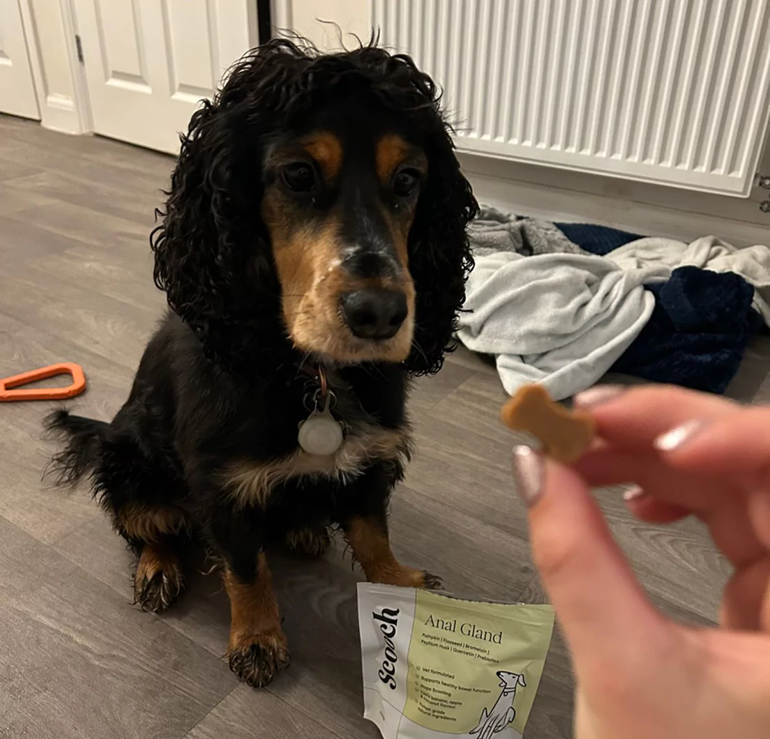 A dog sitting on the floor, looking at a hand holding a treat.