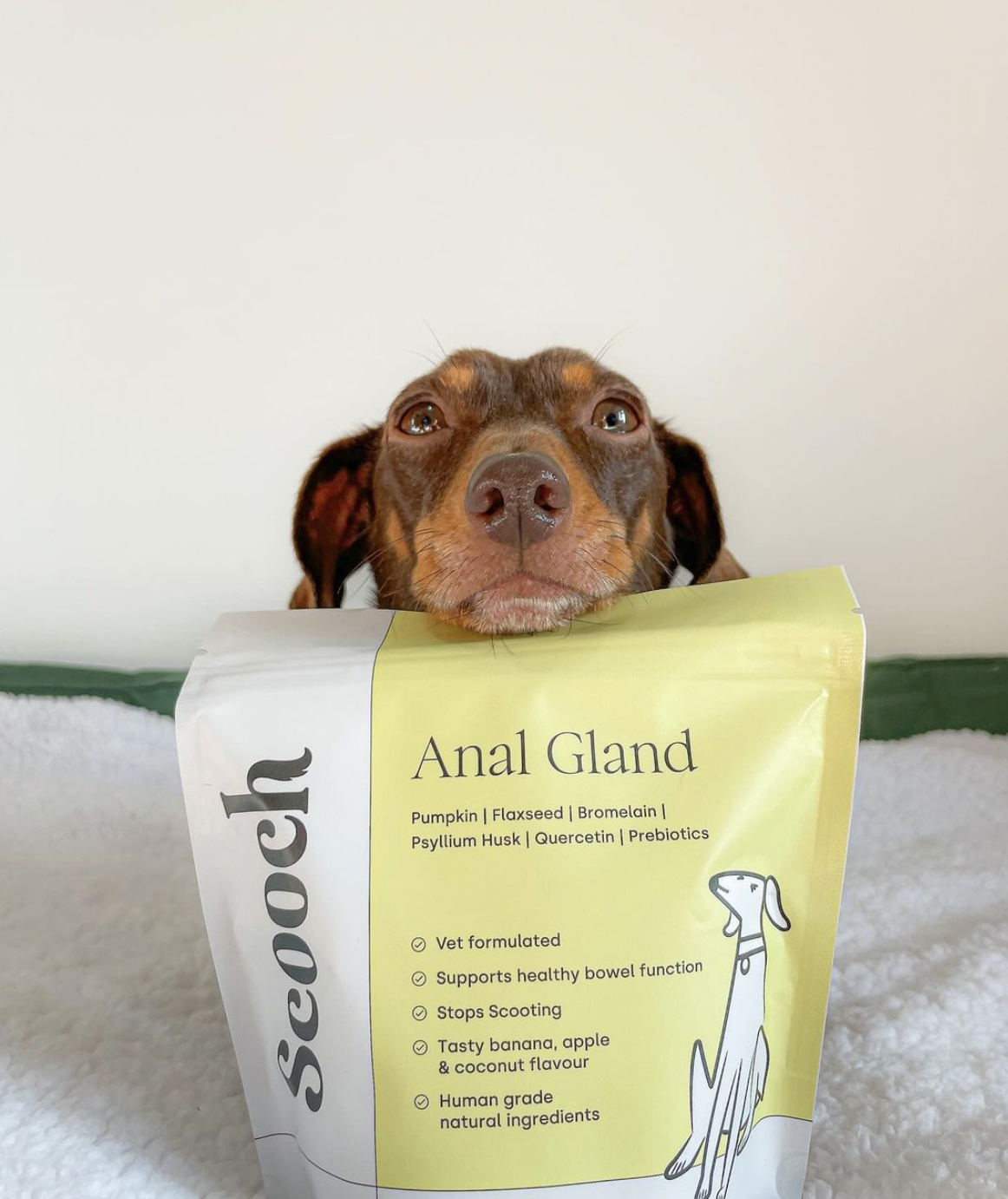 Dog resting head on a bag of pet food labeled 'Anal Gland.'