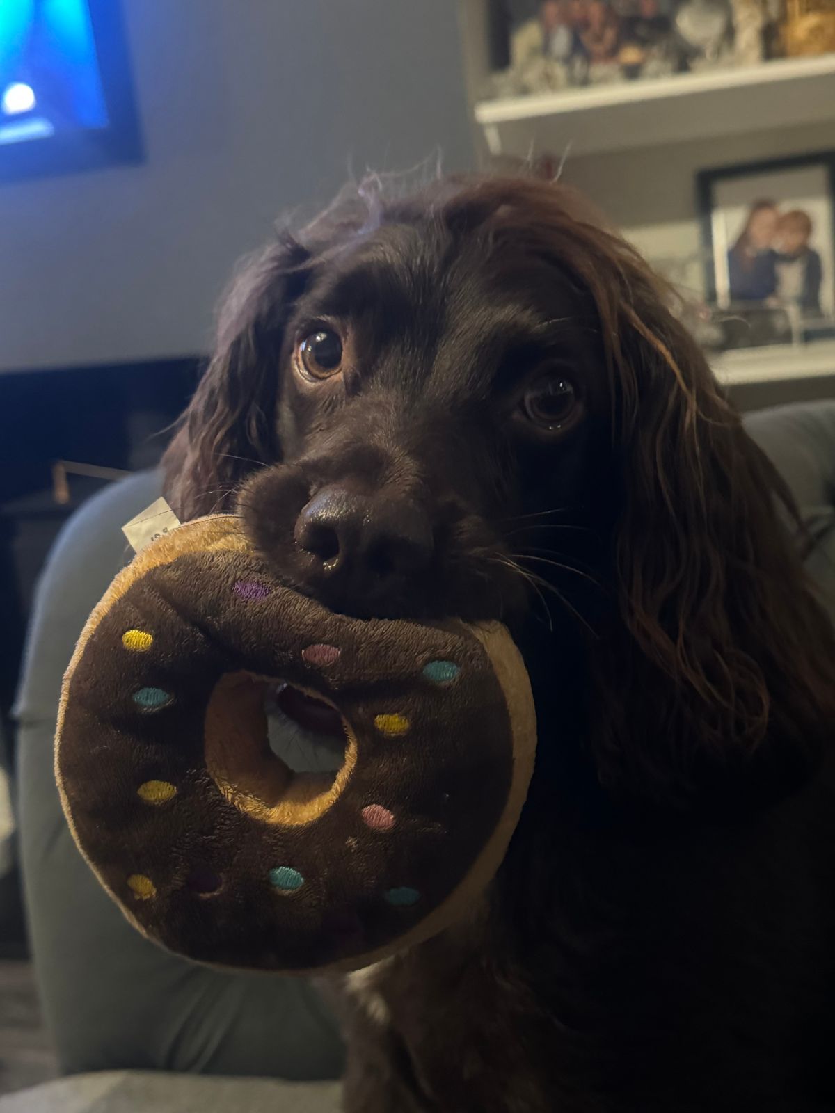 Brown dog holding a plush donut toy in its mouth indoors.