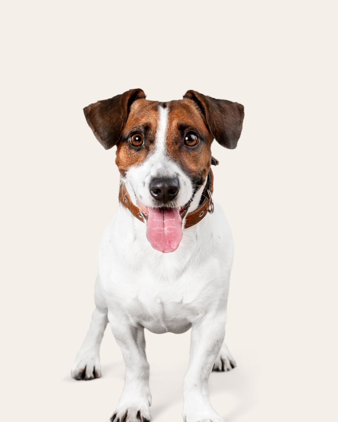 A happy dog with a brown and white coat, tongue out, on a plain background.