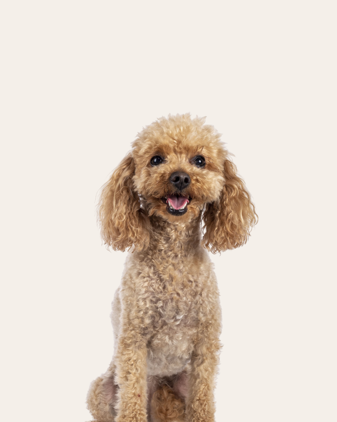 Smiling brown poodle with curly fur against a plain background.