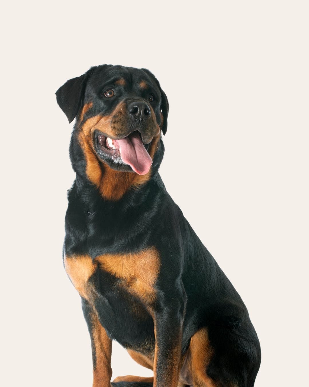 A Rottweiler dog sitting with its tongue out.