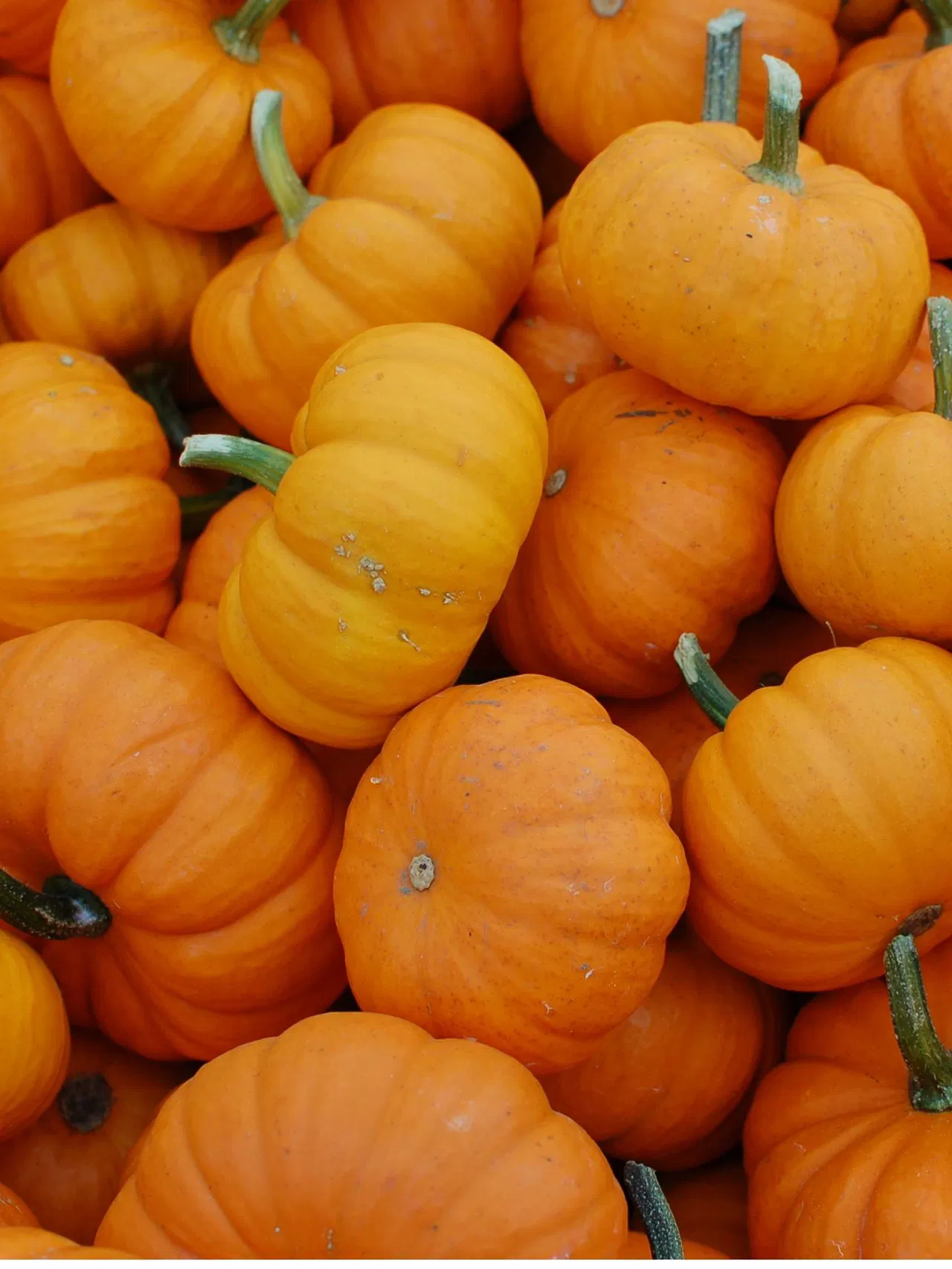 A pile of small orange pumpkins with green stems.