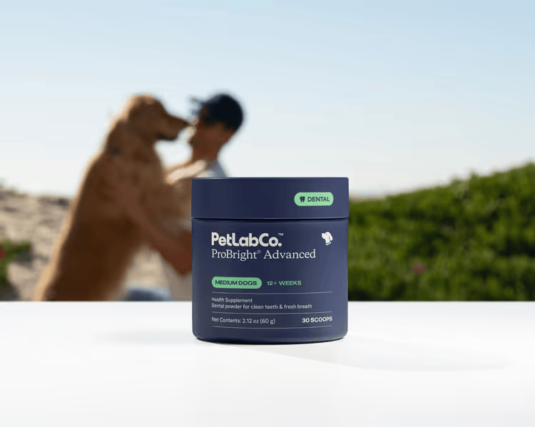 PetLabCo ProBright Advanced dental supplement container with blurred person and dog in the background.