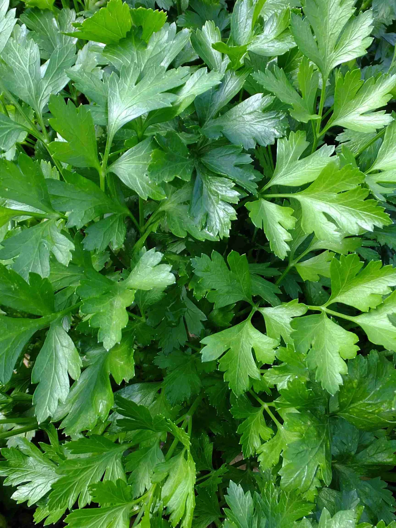 Close-up of green parsley leaves.