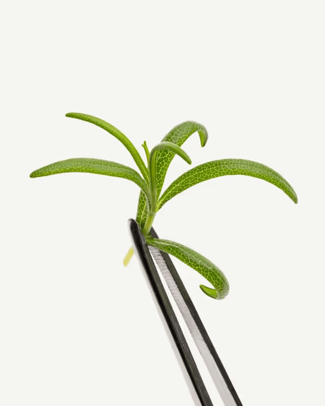 Green plant held by tweezers against a white background.