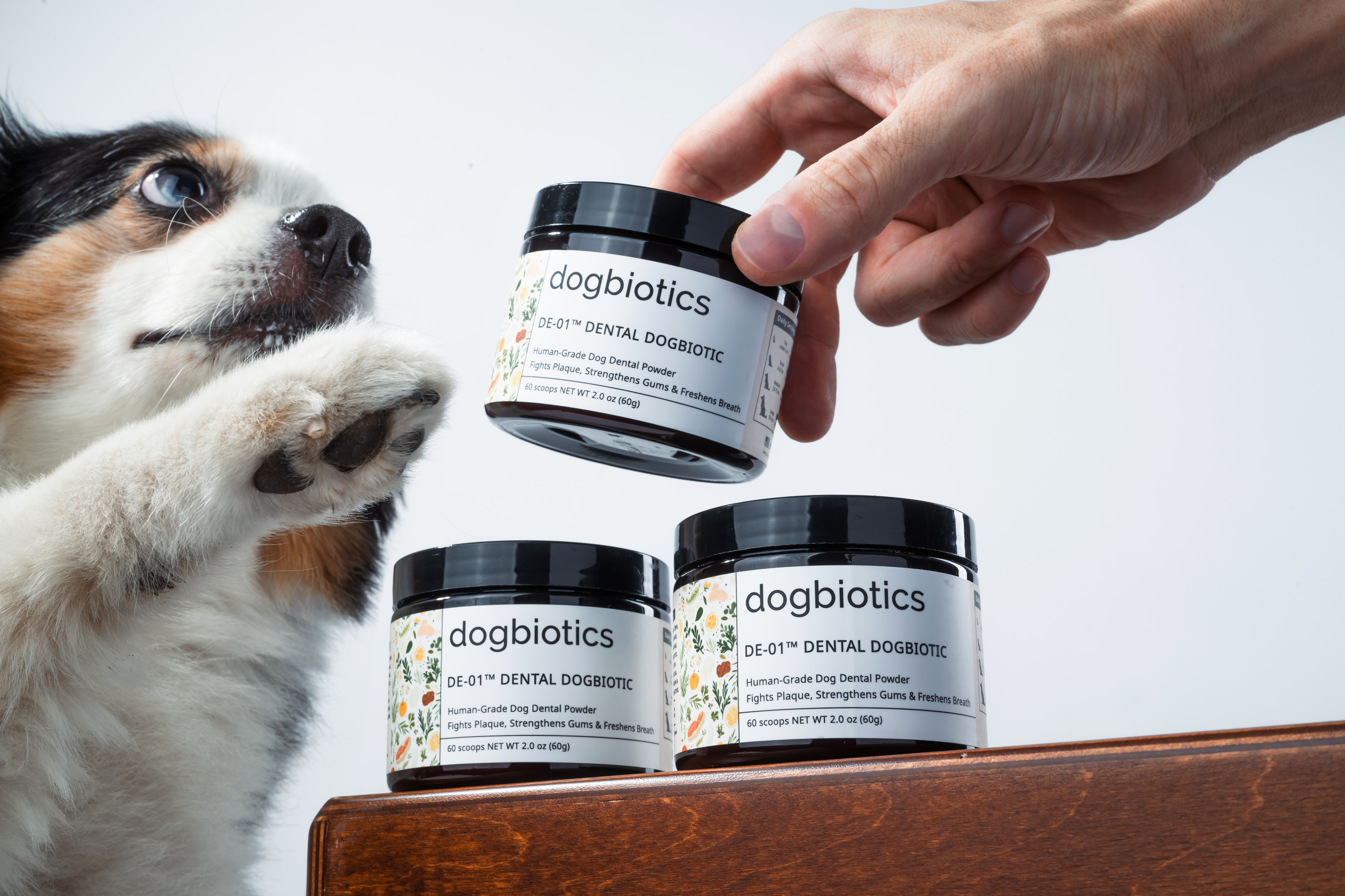 A dog reaching for a jar of dog dental powder held by a hand.