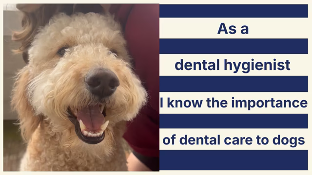Smiling dog next to text about dental care for dogs.