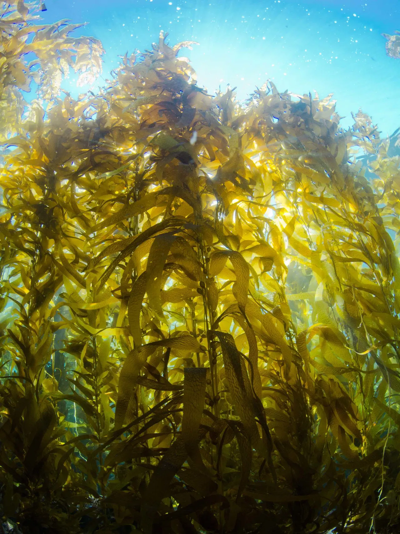 Underwater view of sunlight filtering through a dense kelp forest.