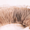 A close-up, macro view of the gills on the underside of a mushroom cap.