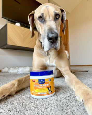 A large dog lying on carpet beside a container of dog probiotics.