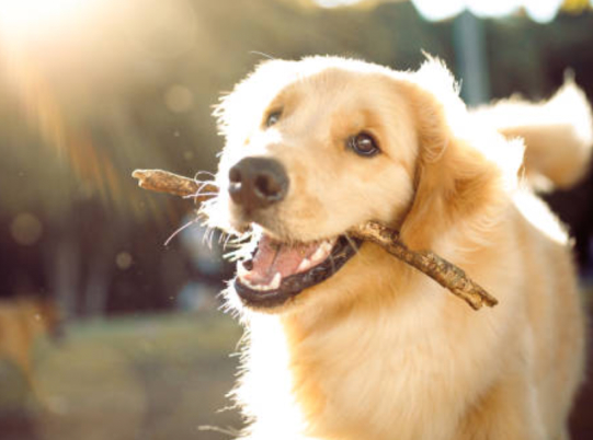Golden retriever holding a stick in its mouth outdoors.