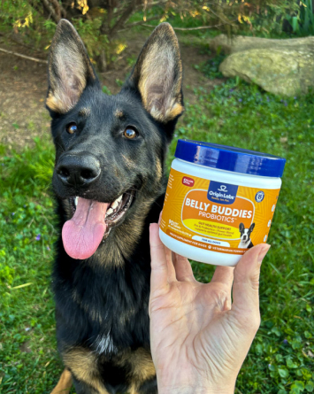 A German Shepherd dog next to a hand holding a probiotics container.