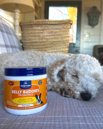 A sleeping dog next to a container of Belly Buddies probiotics.