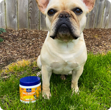 A sleeping dog next to a container of Belly Buddies probiotics.