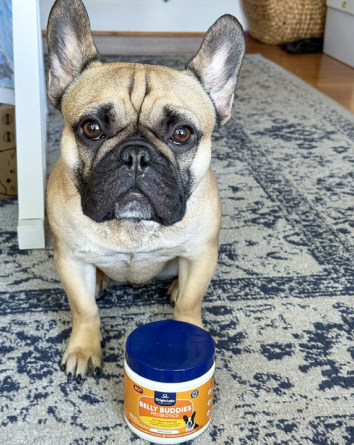 French Bulldog sitting on a rug with a container labeled 'Belly Buddies'.