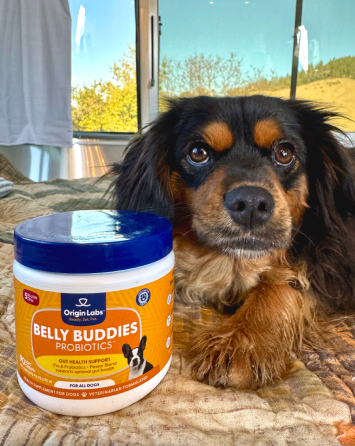 Dog lying next to a container of Belly Buddies probiotics.