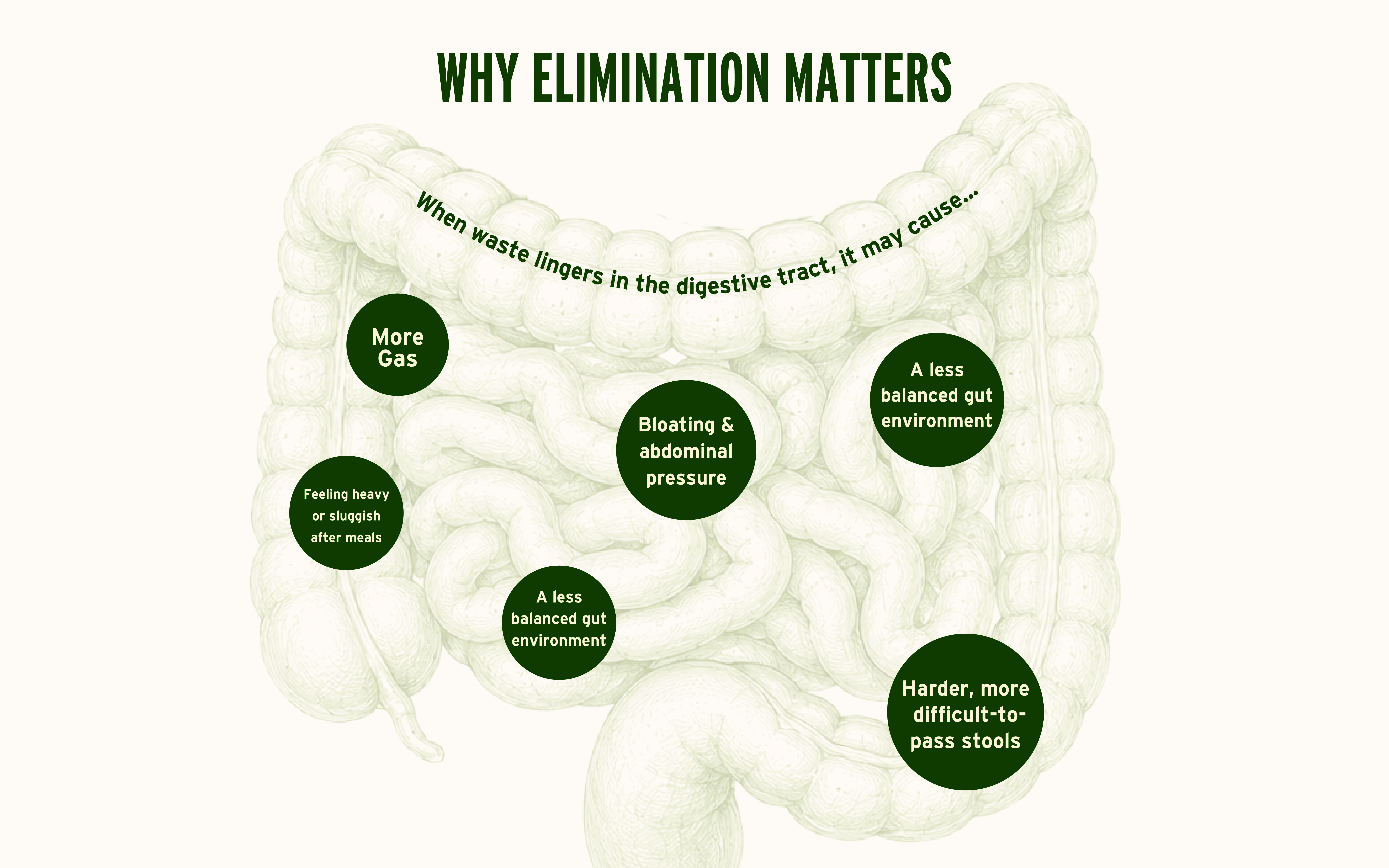 An infographic showing the human intestines and listing the negative effects of poor digestive elimination.