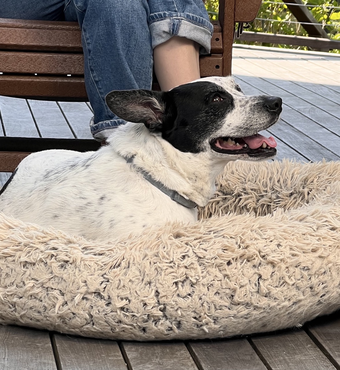 A black and white dog with floppy ears rests in a fluffy bed on a wooden deck.