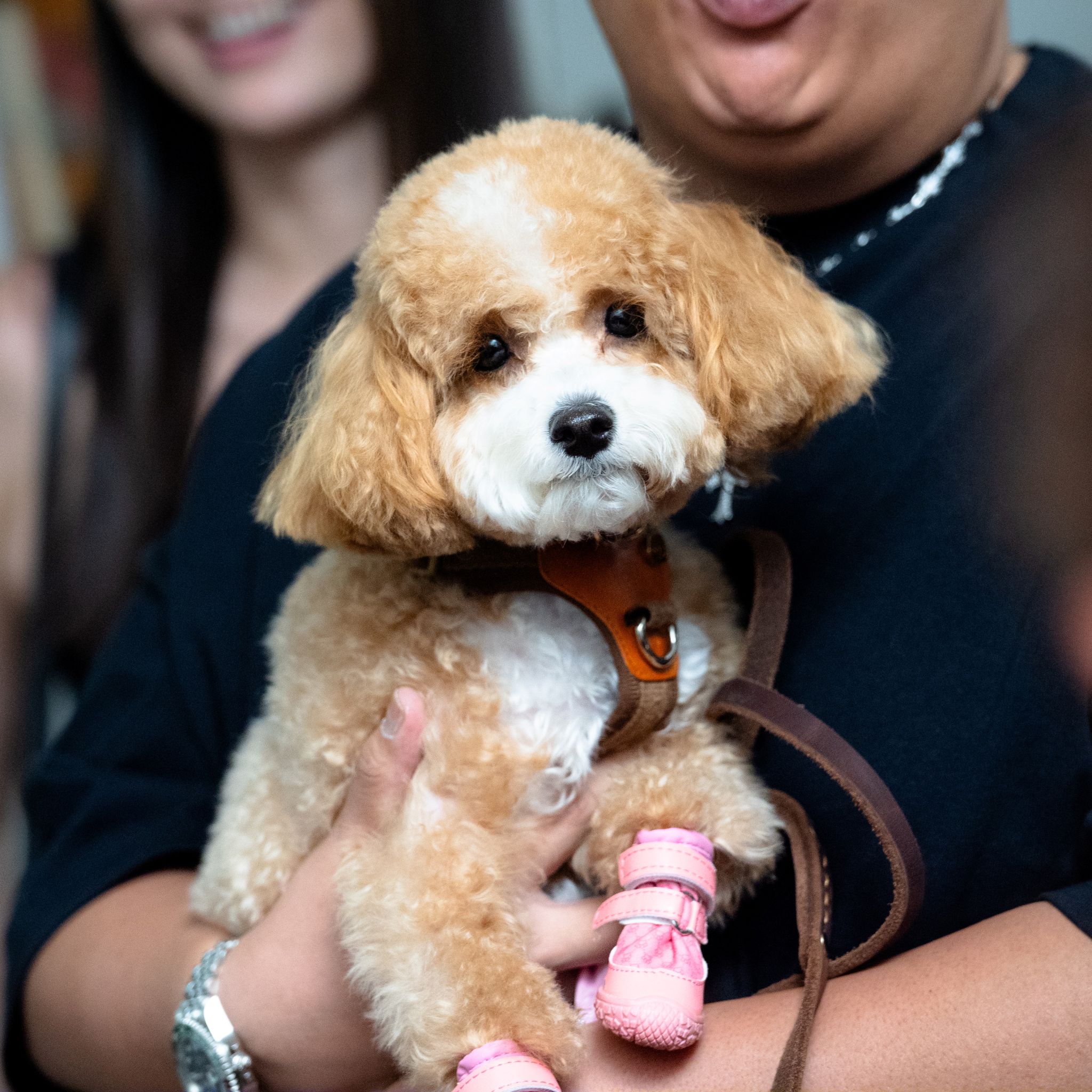 A person holds a small, fluffy tan and white dog wearing a harness and pink booties.