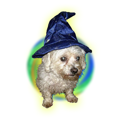 Small white dog wearing a blue wizard hat against a colorful background.