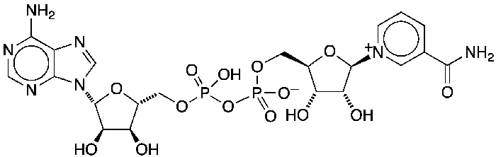 The chemical structure diagram of the molecule nicotinamide adenine dinucleotide (NAD+).