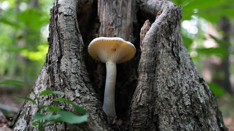 A single, light-colored mushroom growing inside a hollow in a tree trunk with a forest background.